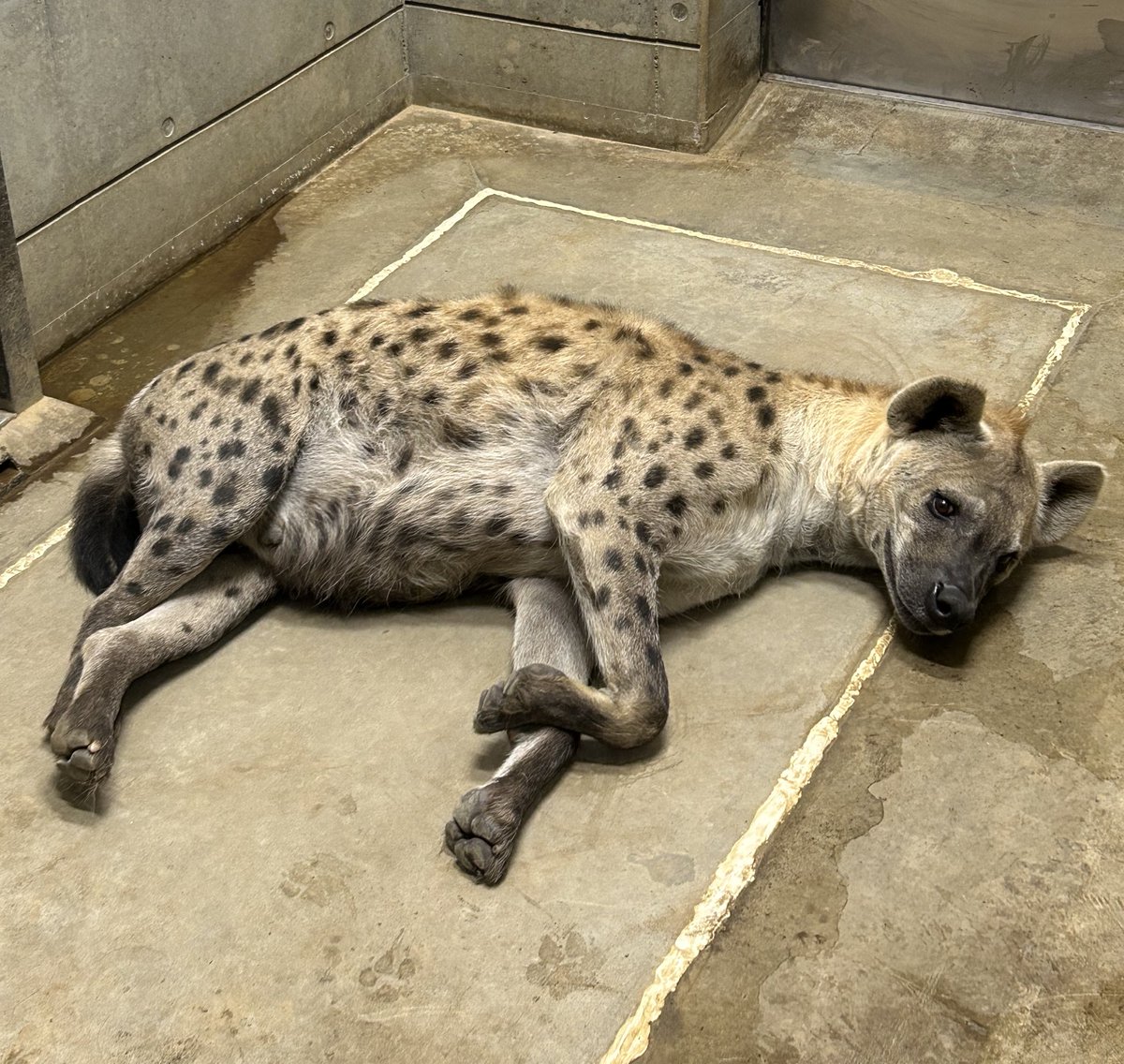 千葉市動物公園【公式】 tweet media