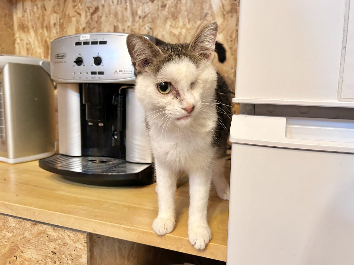 笑にゃんこ王国 tweet media