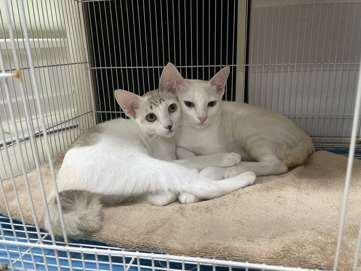 Hally Hosaka tweet media