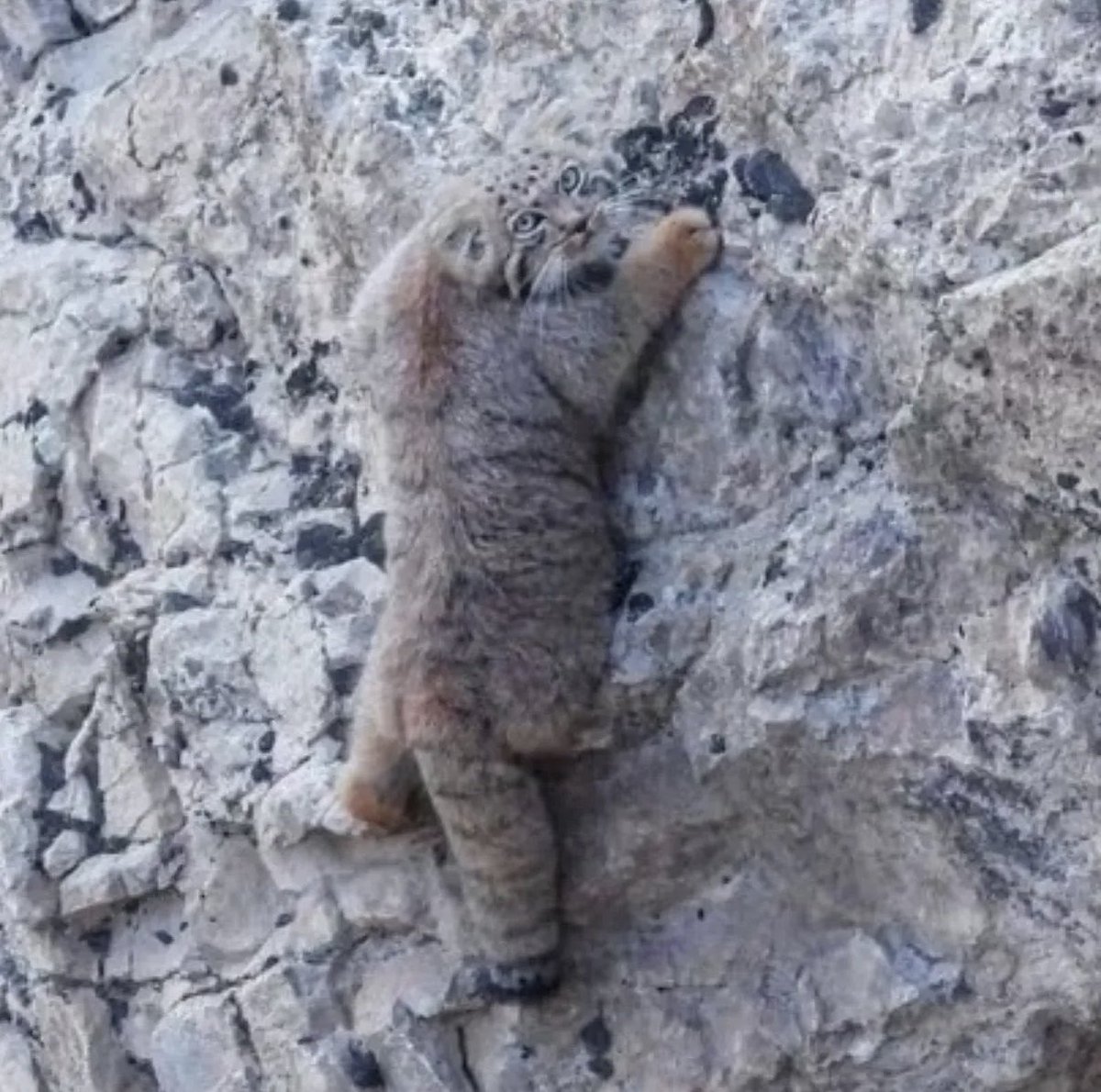 Adamisback tweet media