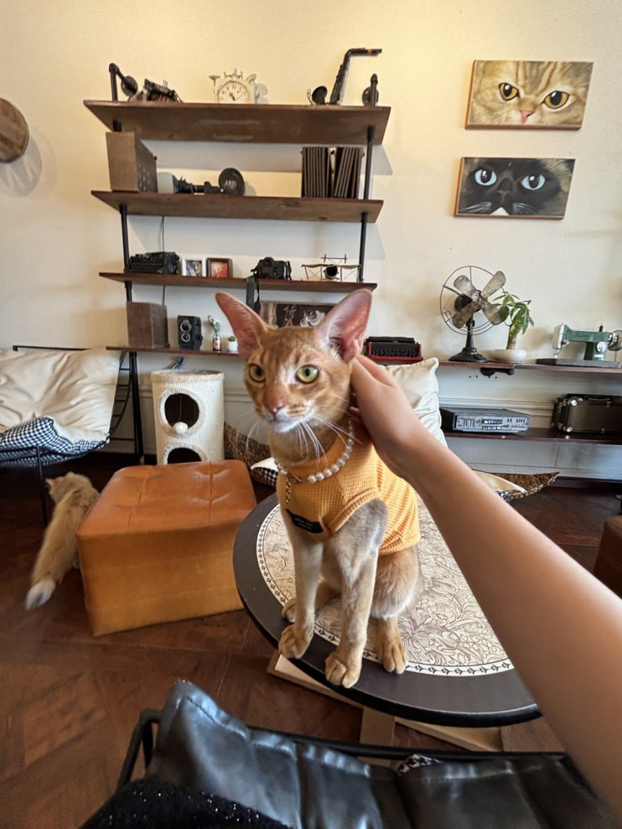 lualindalopes's tweet photo. 私は猫がとても好きです,おとなしいと思うからです https://t.co/SBOuKhBMD9