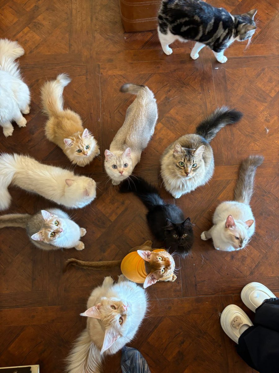 lualindalopes's tweet photo. 私は猫がとても好きです,おとなしいと思うからです https://t.co/SBOuKhBMD9
