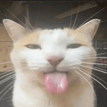 HowlingCat tweet media