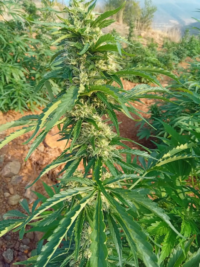 mexita420's tweet image. Últimas semanas 

#outdoor #exterior #cultivolegal #Cannabisgesetz #medical #cbd #420mx