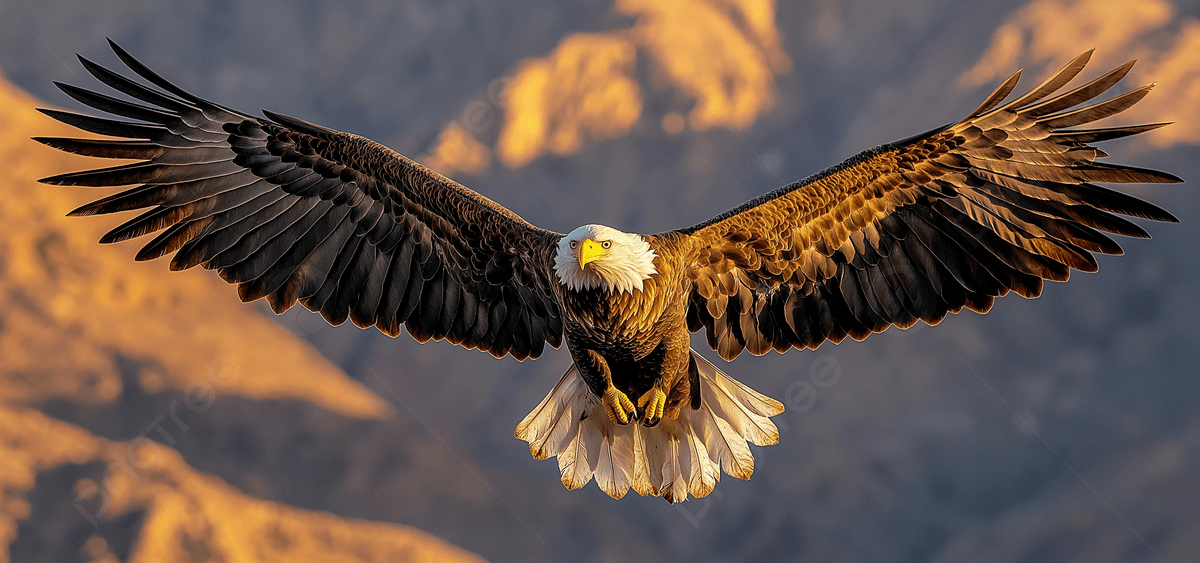 Scimystic_'s tweet photo. • Eagles have extremely sharp eyesight, up to 4–5 times stronger than humans.
• They can spot prey from kilometers away.
• Powerful talons help them catch and carry prey mid-flight.
• Build some of the largest nests among birds.
• Symbol of power and freedom in many cultures https://t.co/ZF0Yin07F0