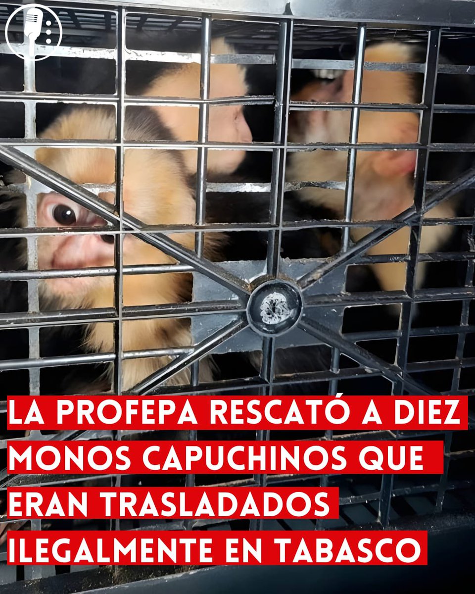 ReporterosMX_'s tweet photo. ⭕ OJO | LA PROFEPA RESCATÓ A DIEZ MONOS CAPUCHINOS QUE ERAN TRASLADADOS ILEGALMENTE EN TABASCO 

Rescatan 10 monos capuchinos en Tabasco. Eran transportados ilegalmente en condiciones deplorables. La Profepa (@PROFEPA_Mx) actúa para proteger nuestra fauna y prevenir este tipo de delitos. https://t.co/OvTb0vIlTd