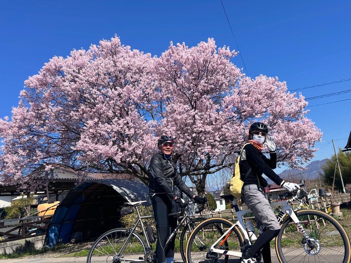 ELScoltd's tweet photo. 昨日の休みは作業する予定だったけど、天気いいし思いつきで仲間誘ってサイクリングへ！

丸子の依田川沿いの桜は開放感があっていいですね✨
今日明日あたりが見頃じゃないかなと思います🌸

#依田川
#丸子
#上田の桜 https://t.co/rQFmmE4W0B