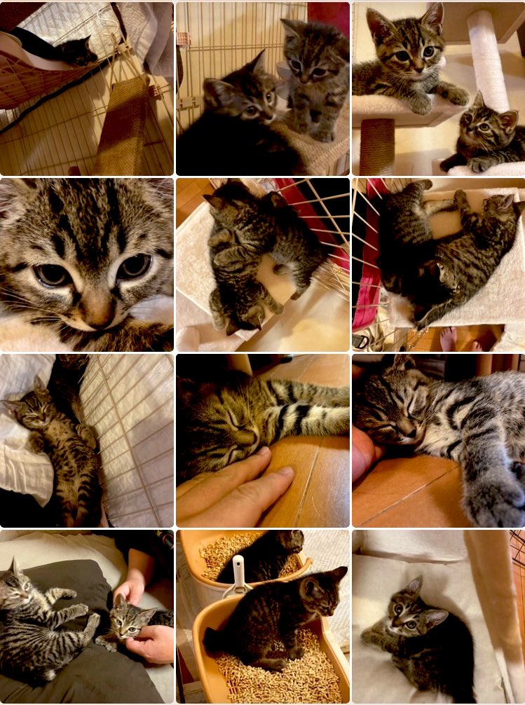 たちひき tweet media