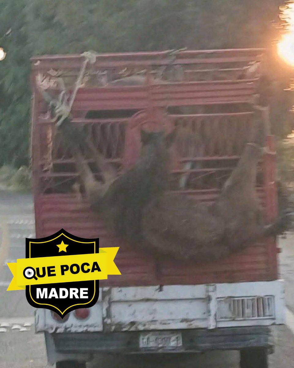 Qué Poca Madre tweet media