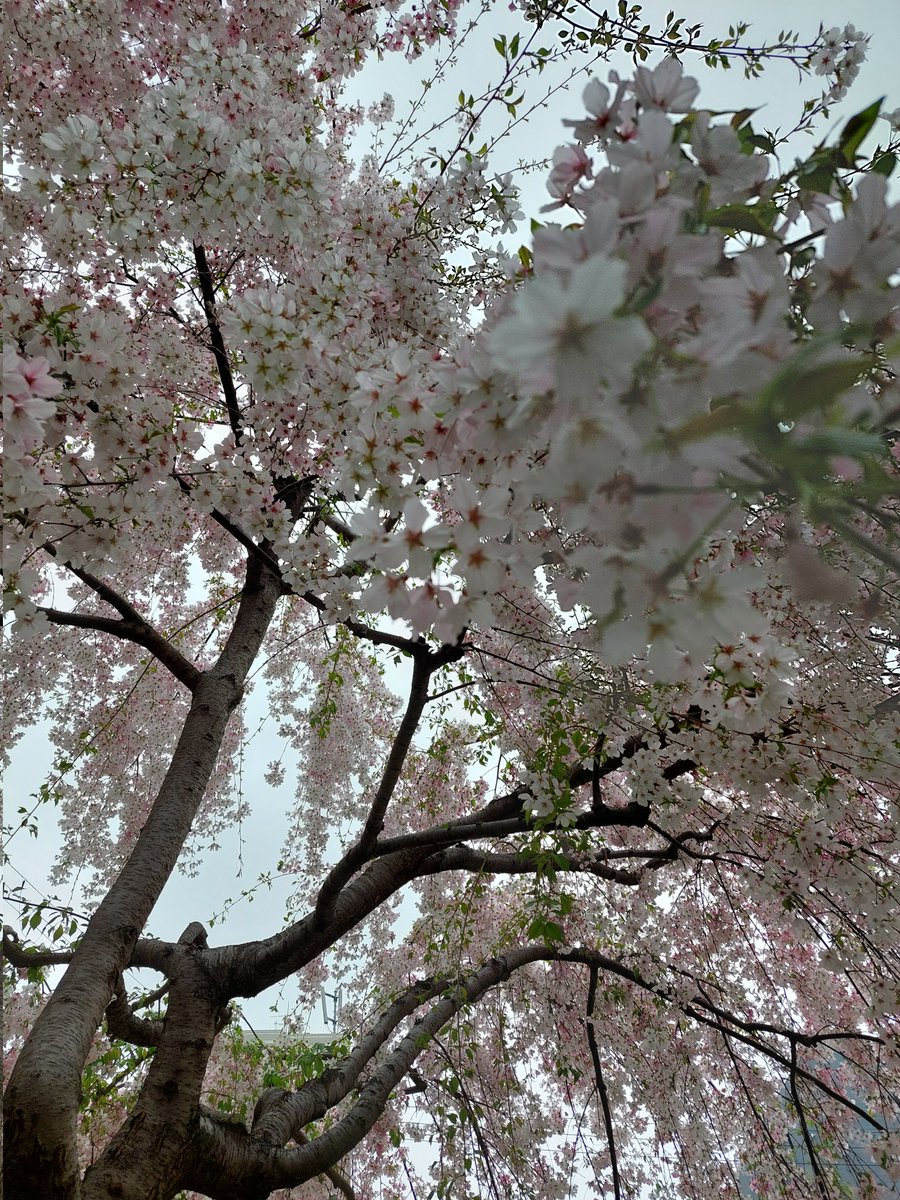 ファーストマン@税理士 tweet media