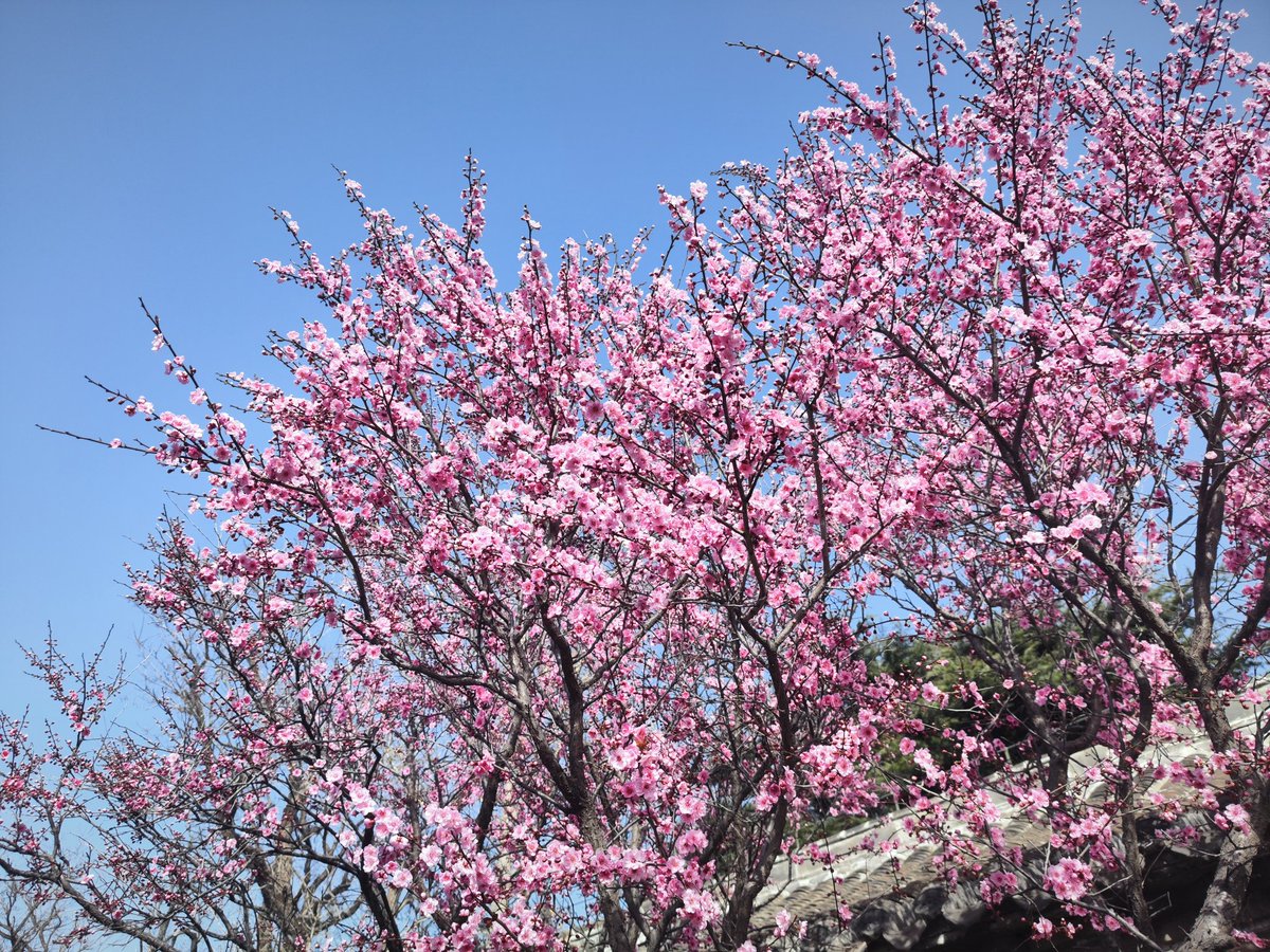 锅鱼菌Makiko tweet media