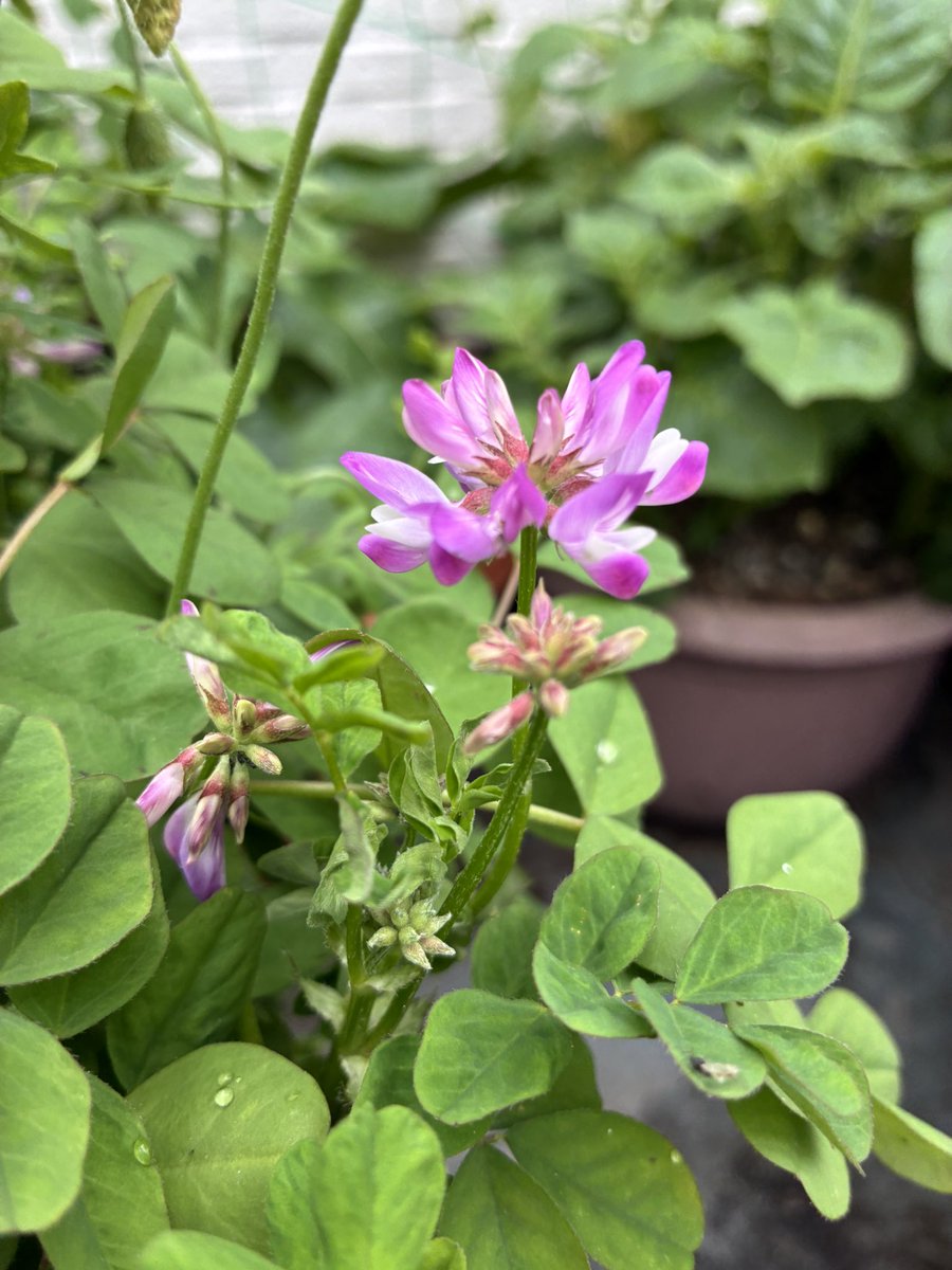 JM1MUY's tweet photo. 屋上の植木鉢に植えた【レンゲ草】の花が咲いた。
小学校時代に冬から春の田植え迄の間に田んぼいっぱいに有ったので、懐かしい感じが https://t.co/OQFLQXQxMu