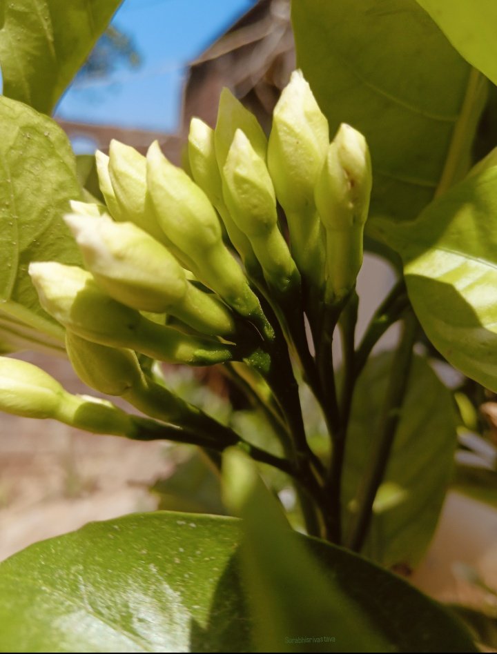 i_surabhiS's tweet image. "The art of being quiet while you grow. 🌱"
#MobilePhotography