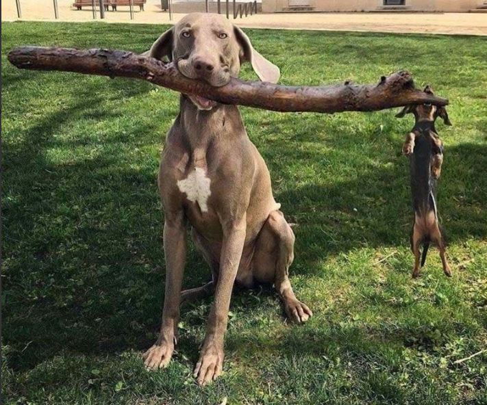 Люте Каченя tweet media