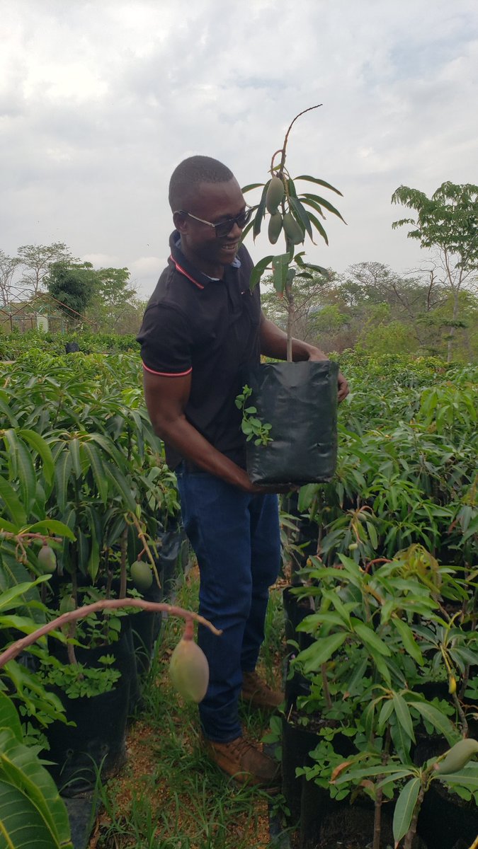 EntrepreneurFar's tweet photo. Good morning from Mutoko

A common question I usually get:

"When will my trees start bearing fruit?" 

Being Grafted, it means they already bear fruit.  However, it takes 3 to 4 years for the tree to get to a decent size.

WA +263772819438 https://t.co/oRcvTuOY2x