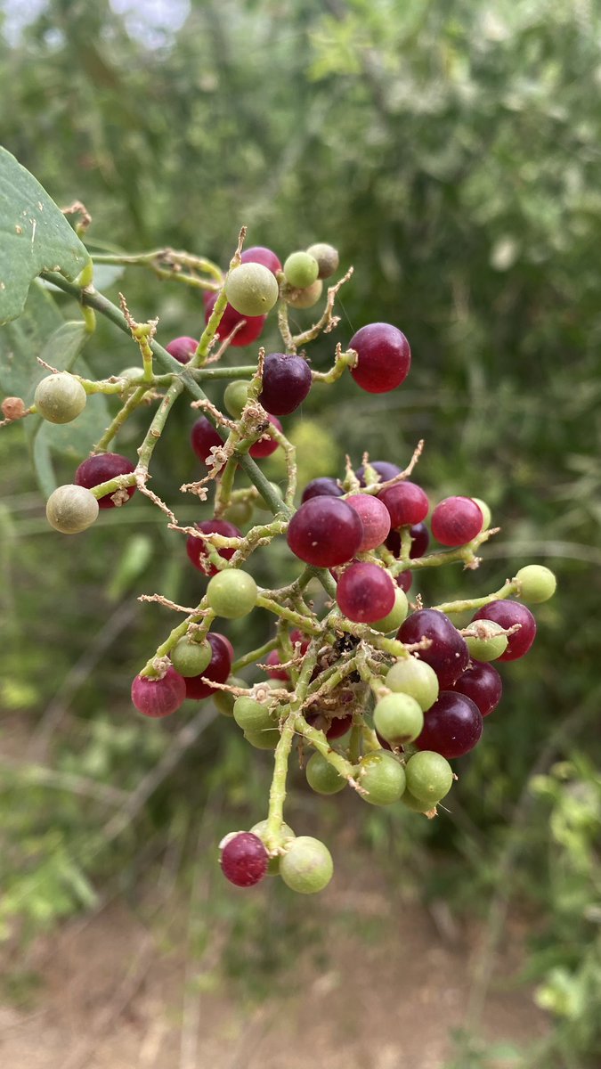 ريـف tweet media