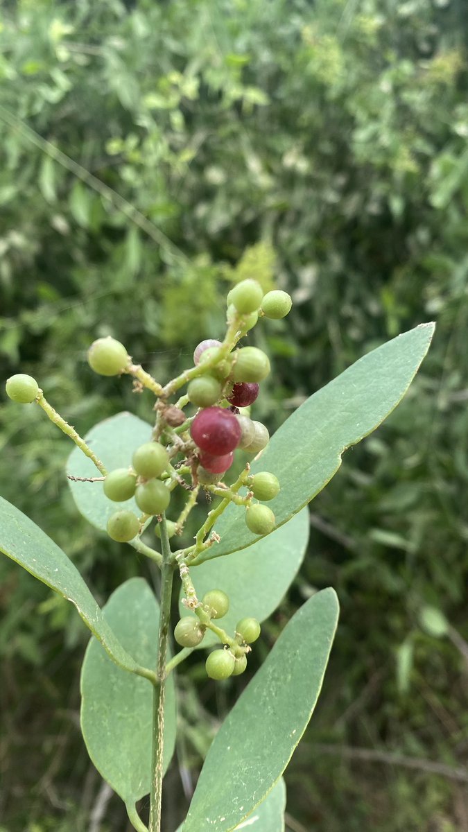 ريـف tweet media