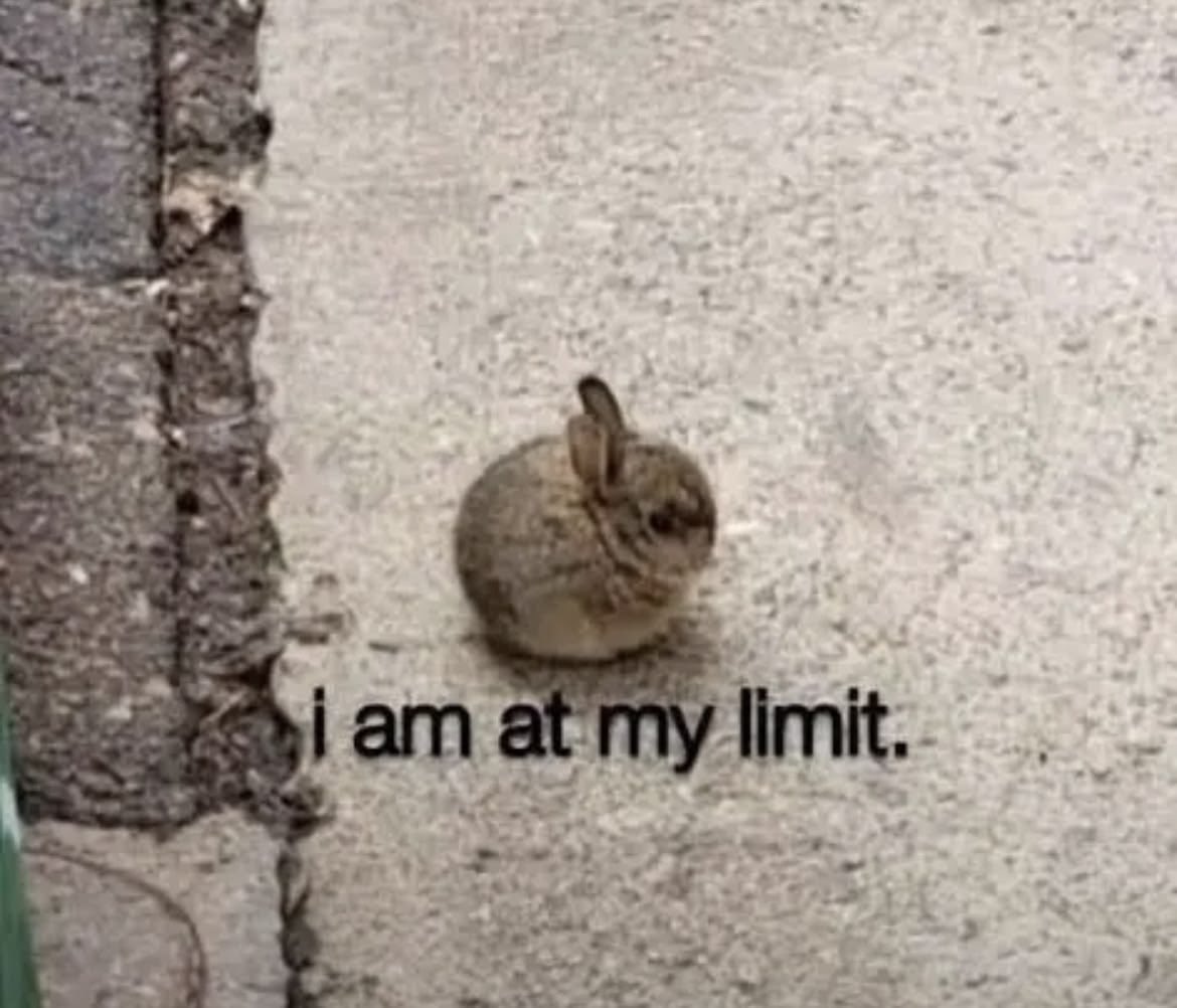 Why you should have a rabbit tweet media