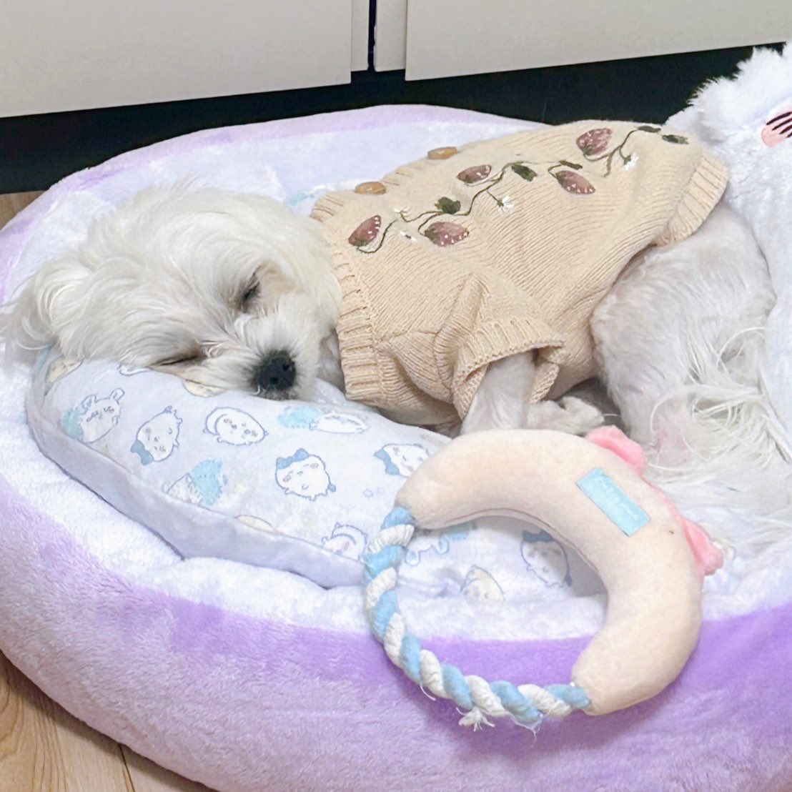 ちいたまᴖ ·̫ ᴖ(本物)🦄🪽 tweet media