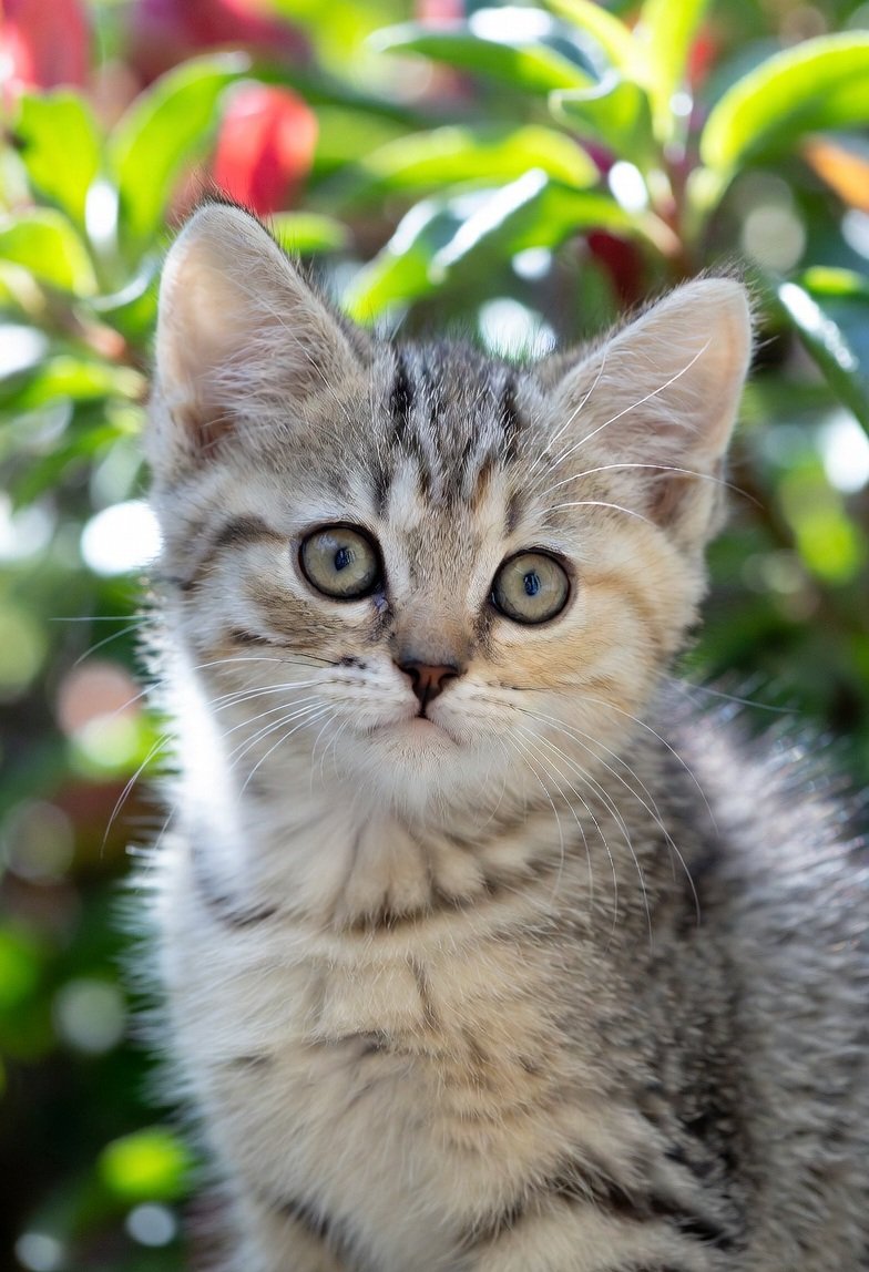 Davy_TNT's tweet image. Good morning my friends 😺
Tuesday is with us, wishing you a beautiful and good day 🩶 #TuesdayThoughts