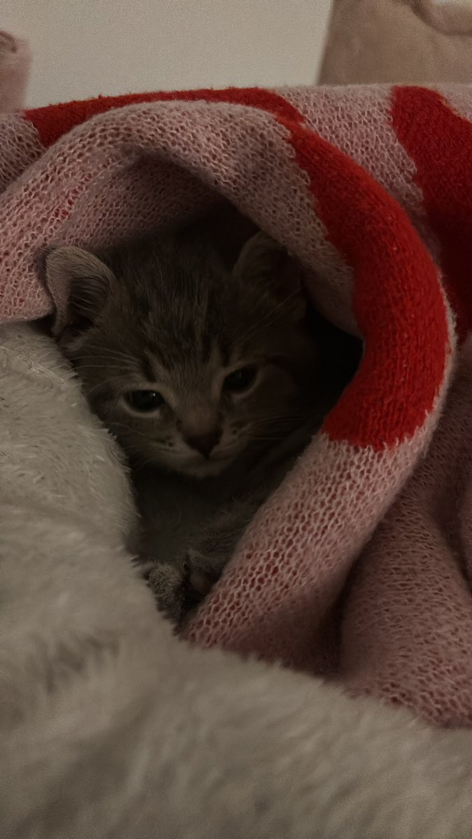 miawmiaw tweet media