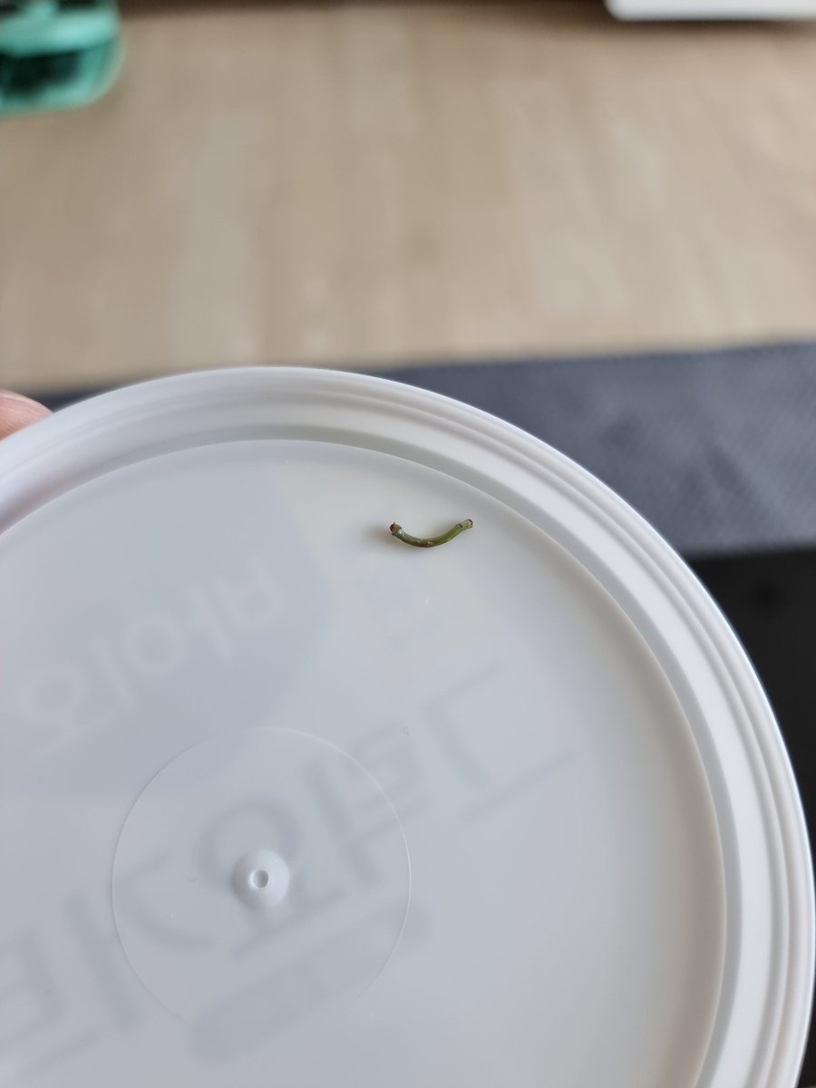 블루베리 먹는데 꼬다리 나와서 기분 나빠짐