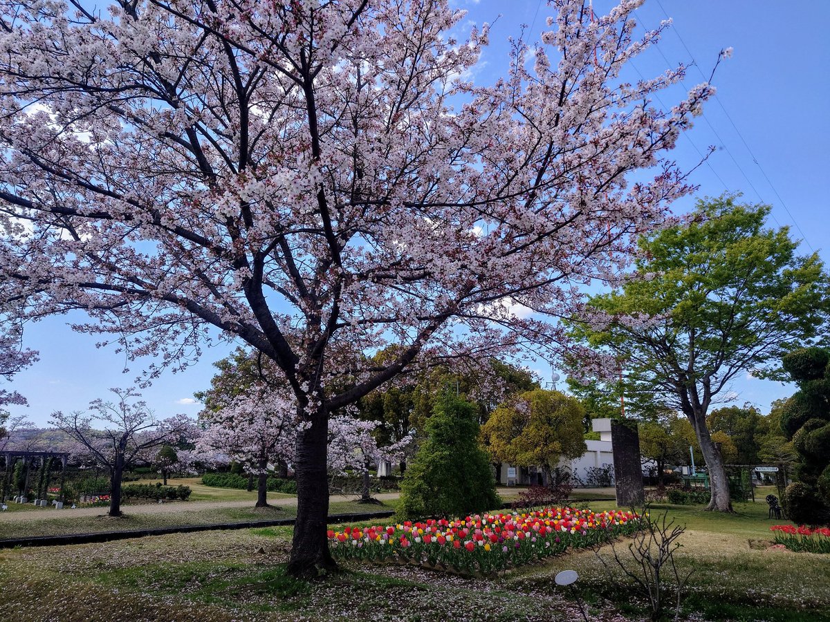 RSKバラ園 tweet media