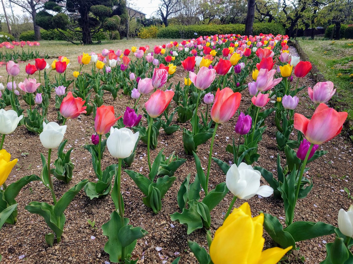 RSKバラ園 tweet media