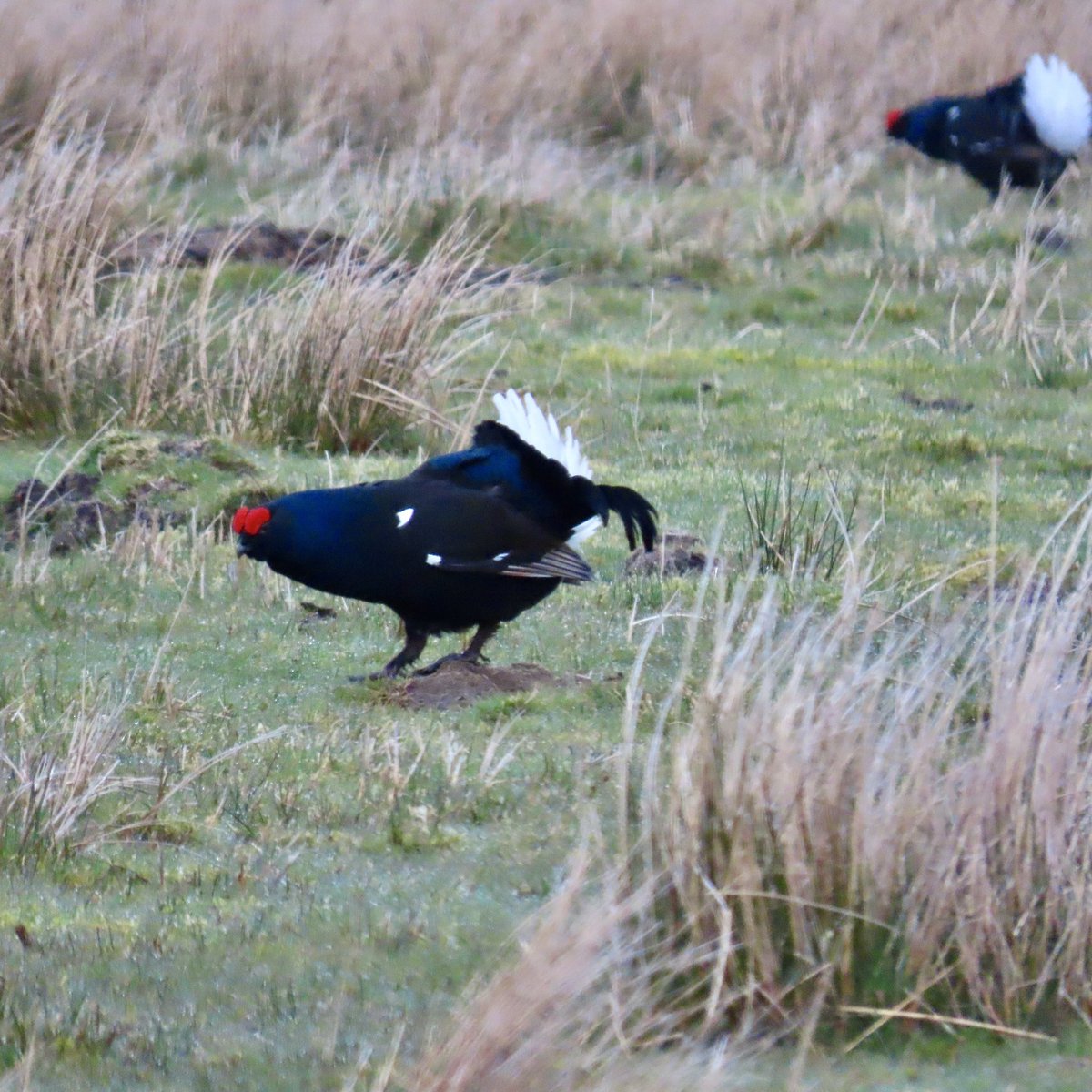 Great to see some displaying SEO,s high up in the Durham Dales and good numbers of Black Grouse at 7 different locations yesterday morning 👍 <a href="/DurhamBirdClub/">Durham Bird Club</a> <a href="/durhamwildlife/">DurhamWildlifeTrust</a> <a href="/teesbirds1/">teesbirds</a>