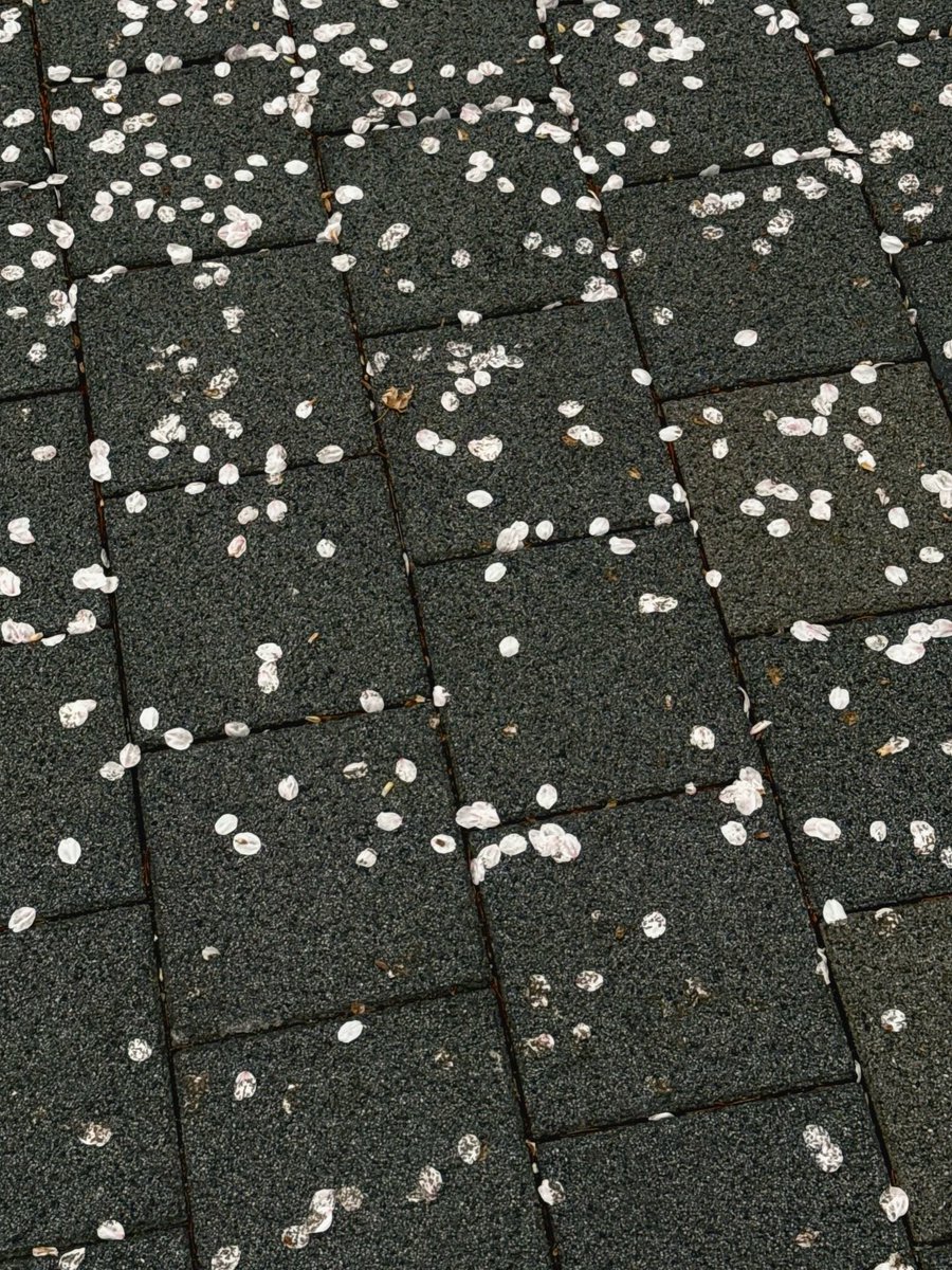 ︎⌖⁺+ tweet media