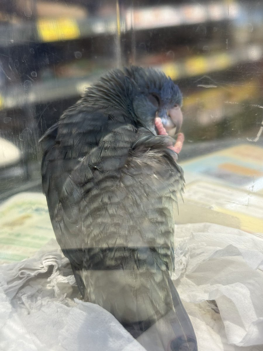 ぷくもけ tweet media