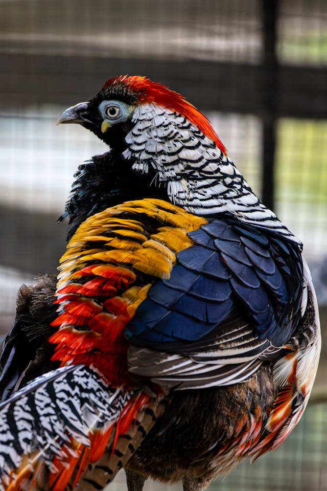 The feathers tweet media