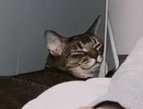 ฮอลลล์ ヅ tweet media