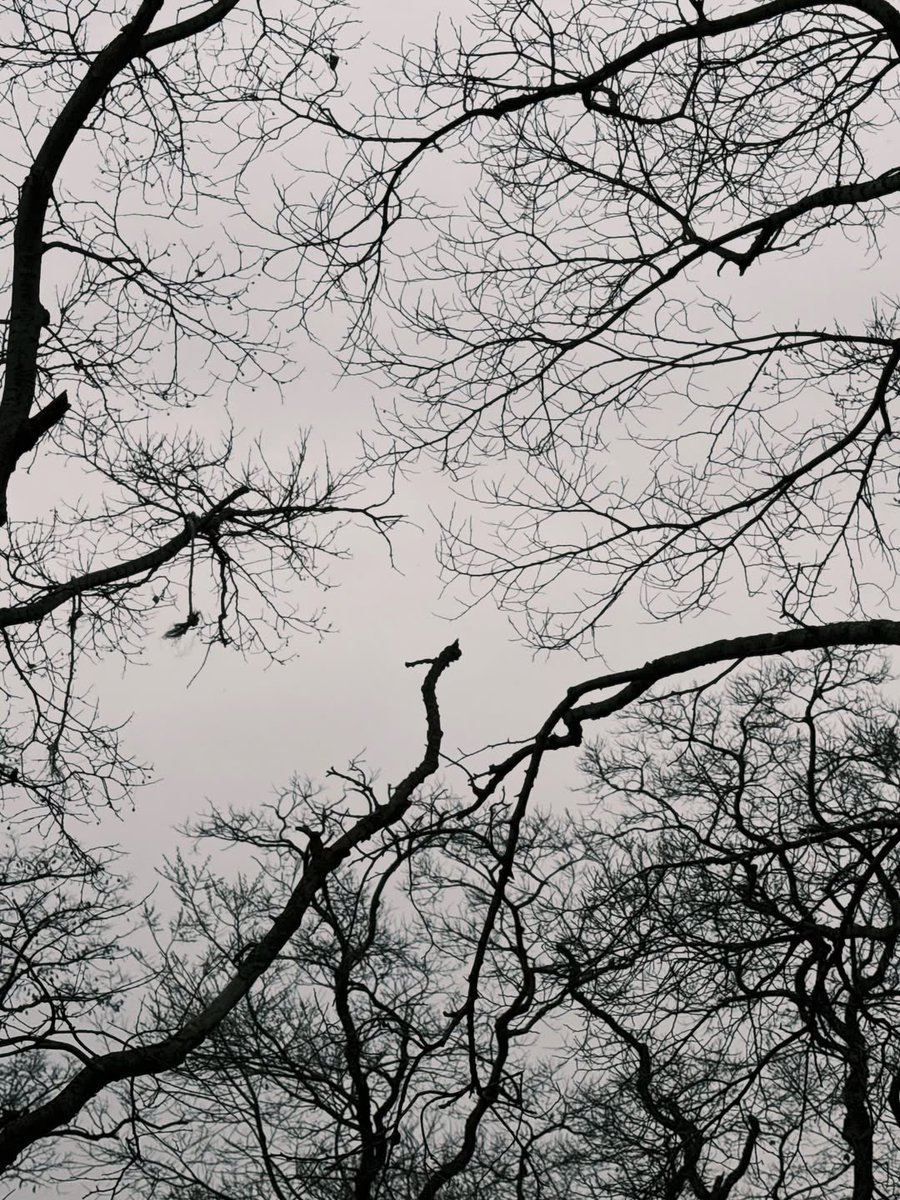 ฮอลลล์ ヅ tweet media