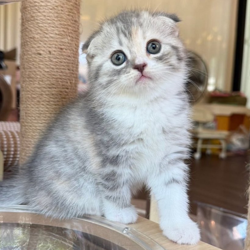 มายเนมอีสสามพี✨ tweet media