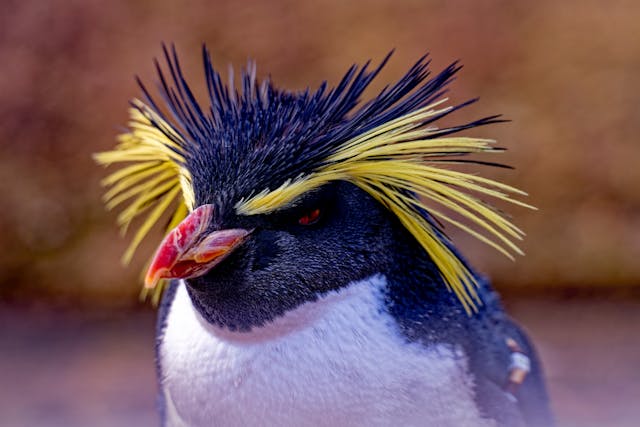 The feathers tweet media