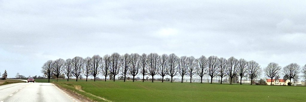 Blåste bra igår! 
Inte bara vattnet var upprört. Även jorden flyttade sig. 
Men allén jag tycker är så vacker står dock troget kvar. 
#Limhamn
#Tågarp