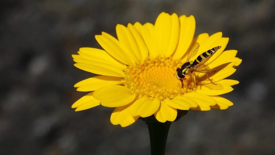 Ineke Vonk tweet media