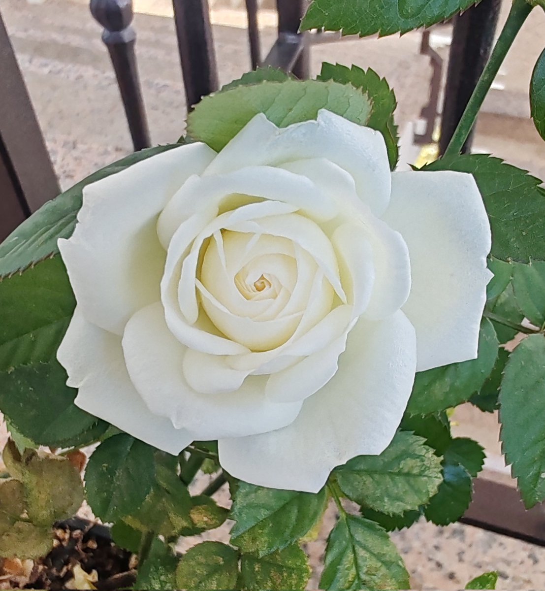 🌸:*☆:**: ✿ 𝐁𝕖lé𝓝 ✿:**:☆*:🌸 tweet media