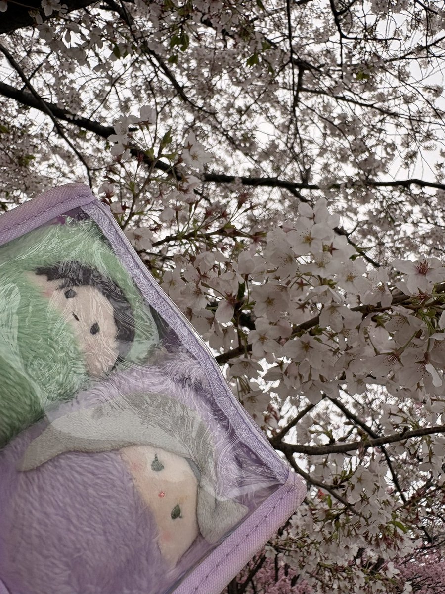 ムームー🤜 💥 💬 tweet media