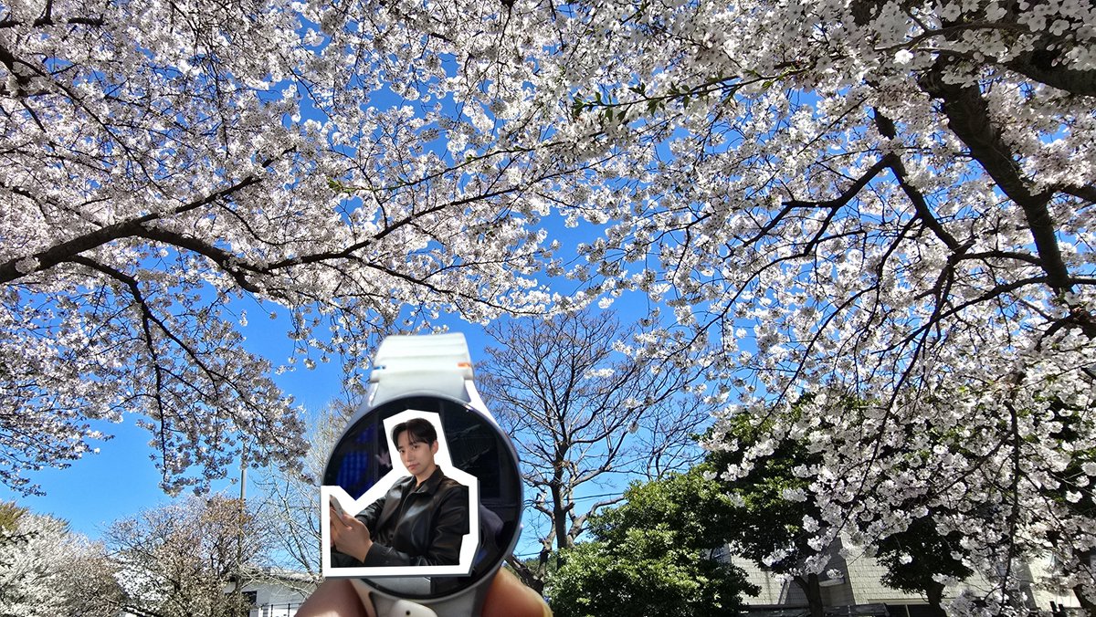 급조한 잊프 예절🤣 주너야 벚꽃 예쁘당~ 근데 너보단 안이쁘다 ㅋㅋㅋ 
#잊프예절