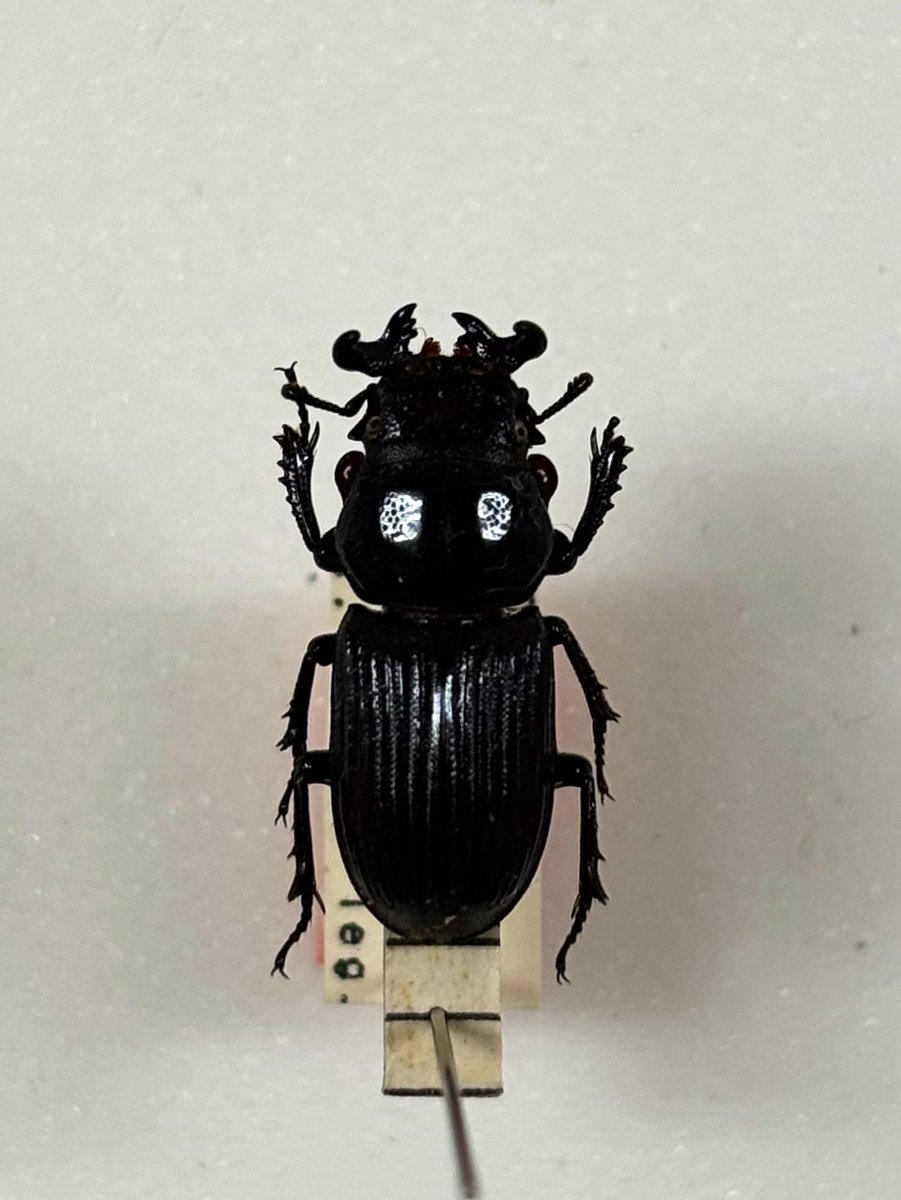 和歌山県立自然博物館 tweet media