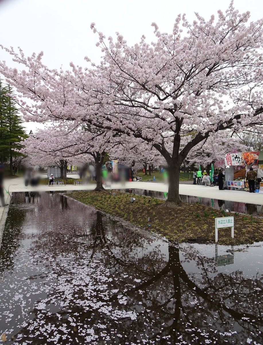 ｶﾋﾟﾊﾟﾁ tweet media