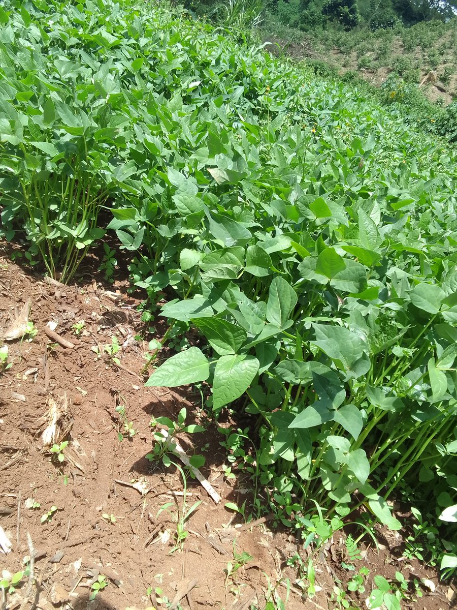 mutange_vin's tweet photo. Morning renews the earth for the farmer.

Become the farmer. https://t.co/SfWQ14Qk72