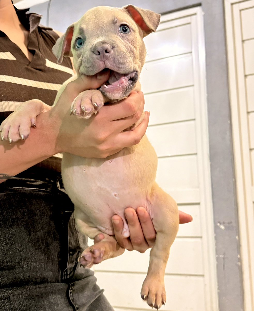 American Bully talla pocket en $$

En Villahermosa Tabasco info al whats 993388447