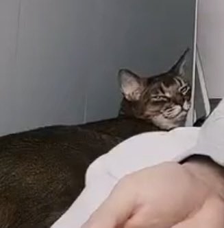 ป๊อคกาแลต tweet media