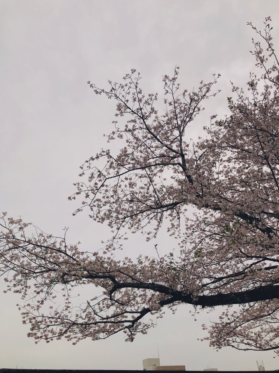 水墨画のような、春景。昨日…捻挫した左足が、もっとご自愛を‼︎と言う。そして、日々の衣食住で…何かしら不自由な思いをされている方々への、優しさをもっと‼︎と言う。それは…空と同化する程に淡い春色のように、柔らかくゆっくりとした口調で。日常の”想定外”は、大事な気付きと繋がる。#桜色