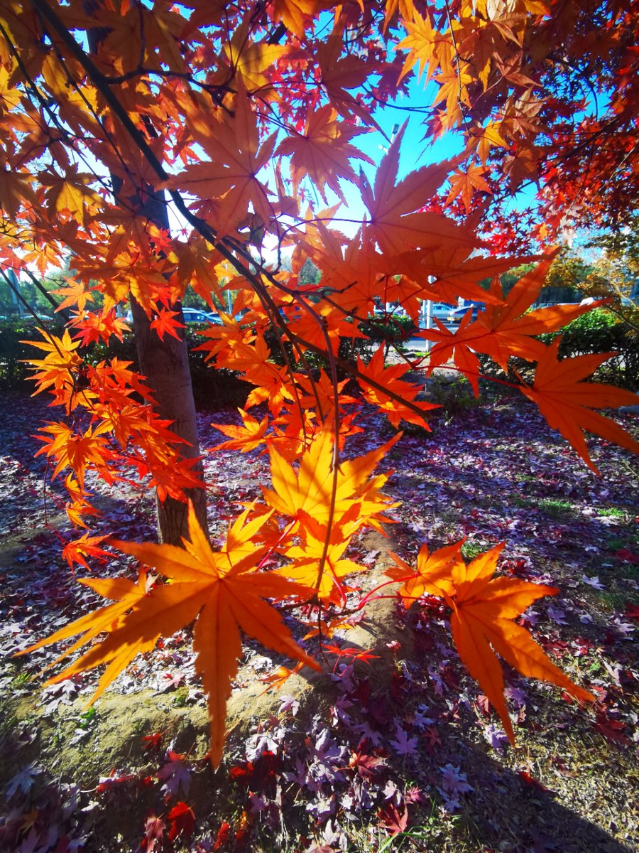 Raj kasyap tweet media