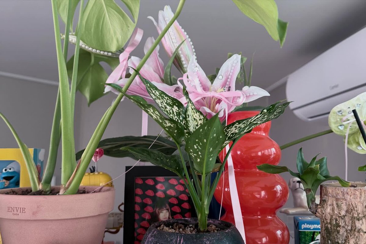 바다 🌊 tweet media