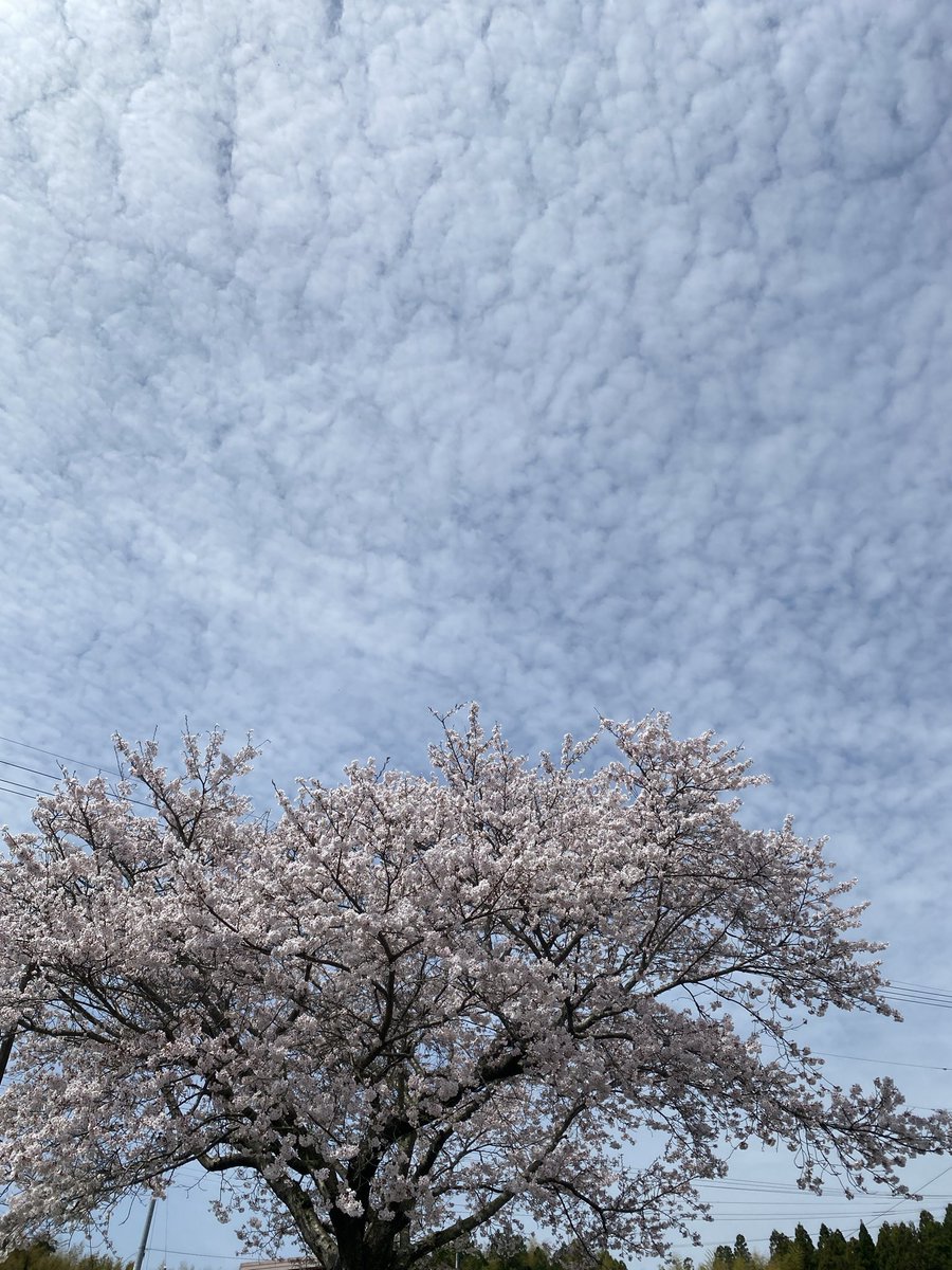 Akemi Madras tweet media